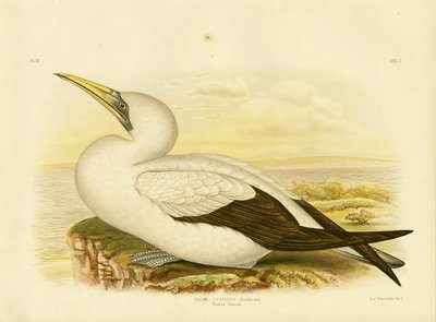 Masked Gannet by Gracius Broinowski